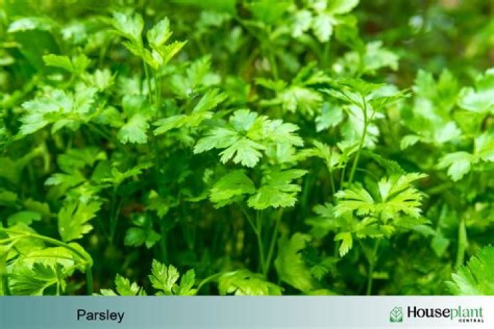 Can dill be planted with parsley