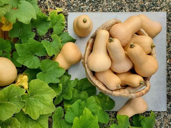 Can you plant fresh squash seeds