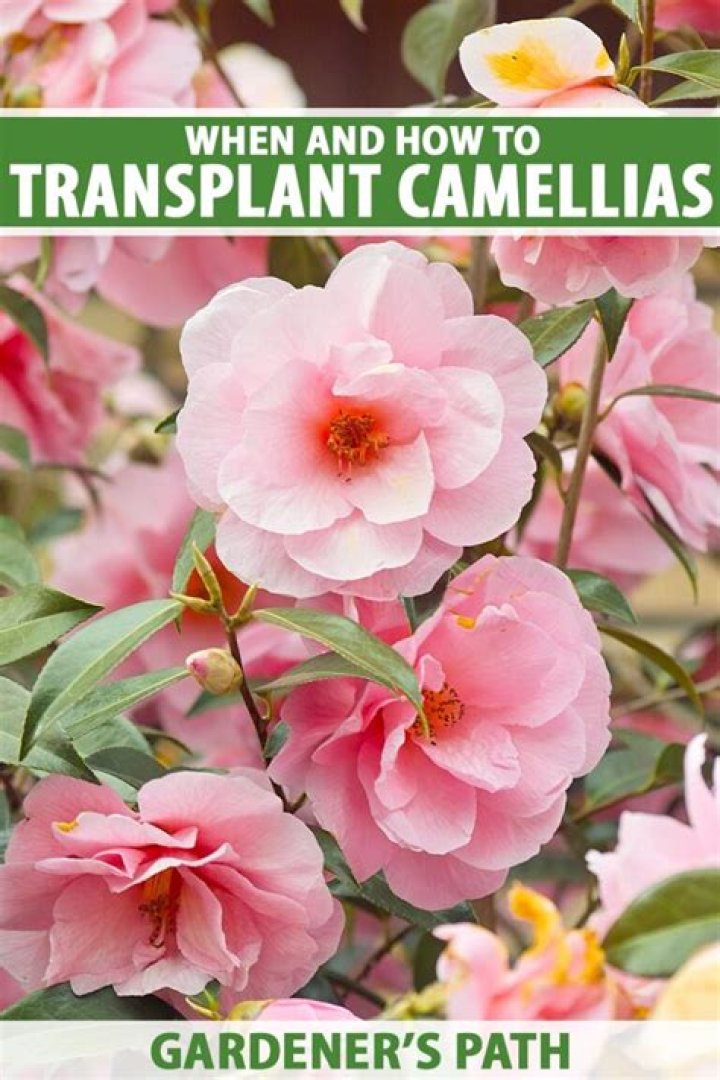 Can you transplant during flower stage