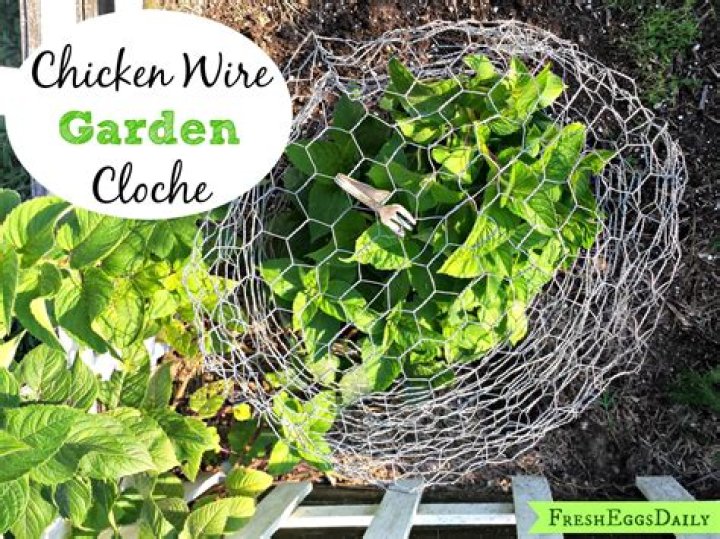Can you use chicken wire for cucumbers
