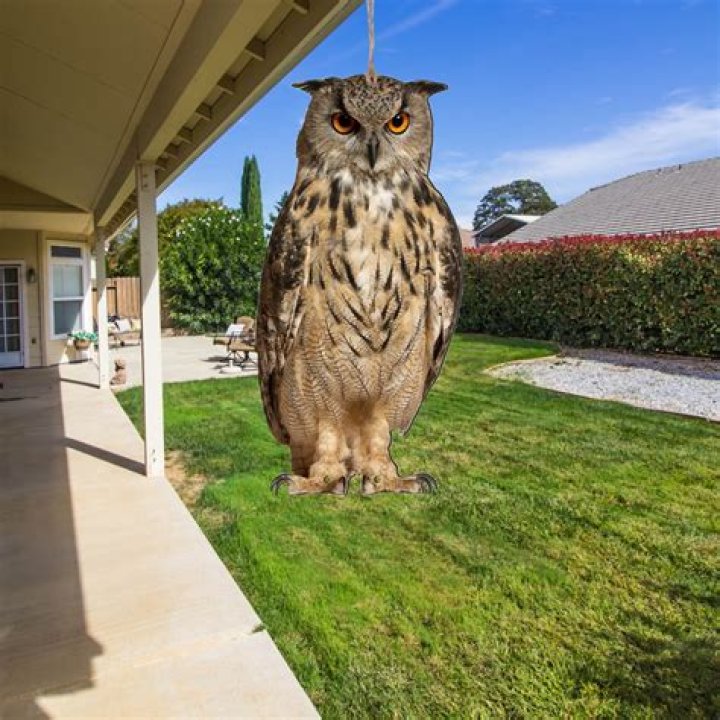 Do fake owls scare off squirrels