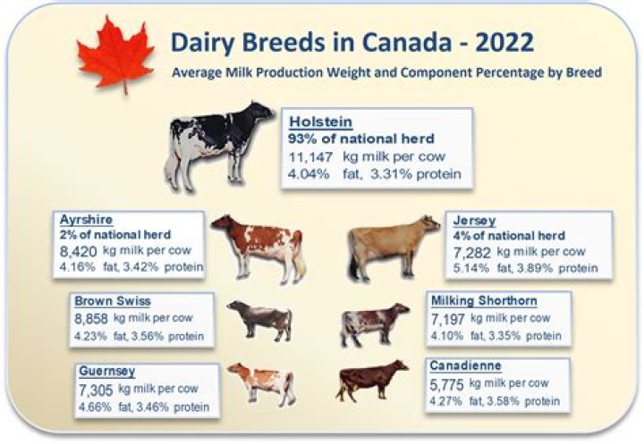 Do goats need to breed to produce milk