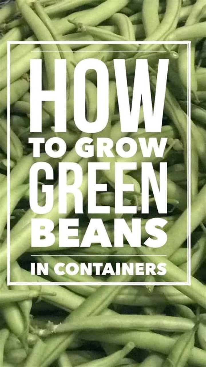 Do green beans grow well in containers