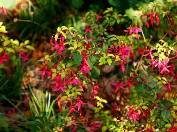 Do hardy fuchsias come back every year