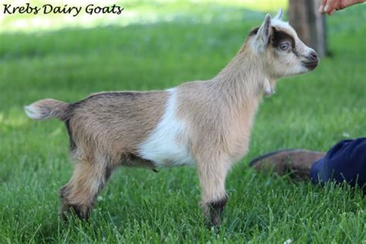 Do Nigerian dwarf goats eat poison ivy
