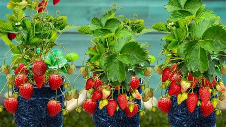 Do Strawberries make good ground cover