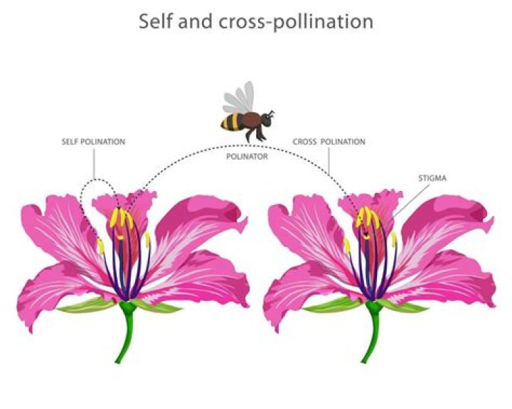 Do strawberries need cross pollination