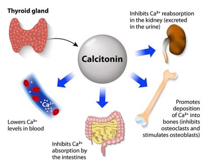 Does calcium interfere with the absorption of iron