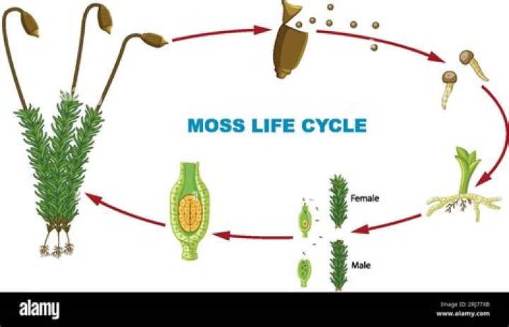 How do you stimulate moss growth