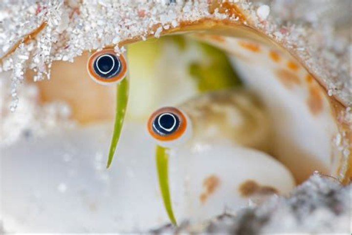 How long do Fighting conchs live