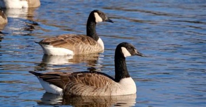 How long do geese live as pets
