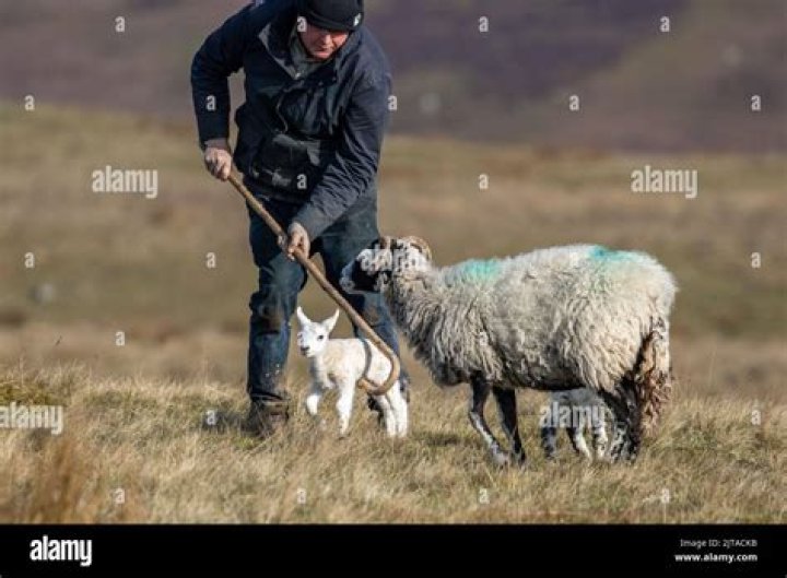 What are shepherd crooks made of