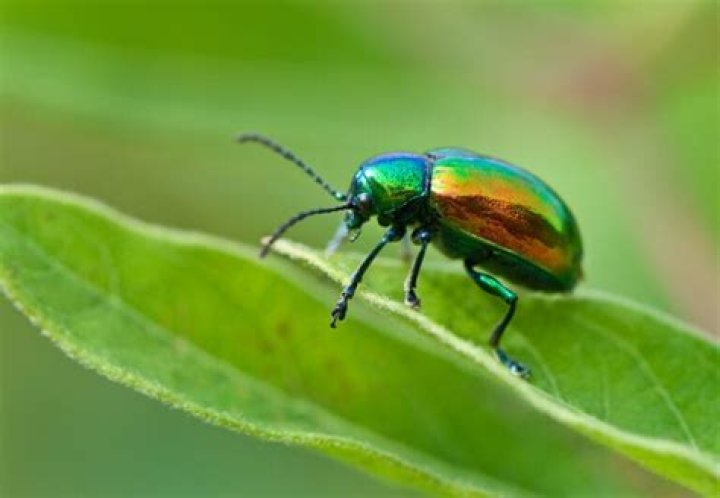 What are those green bugs called