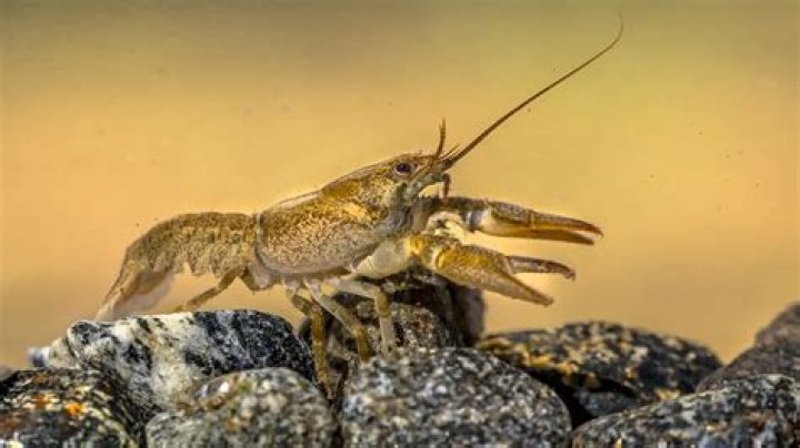 What do crayfish like to hide in