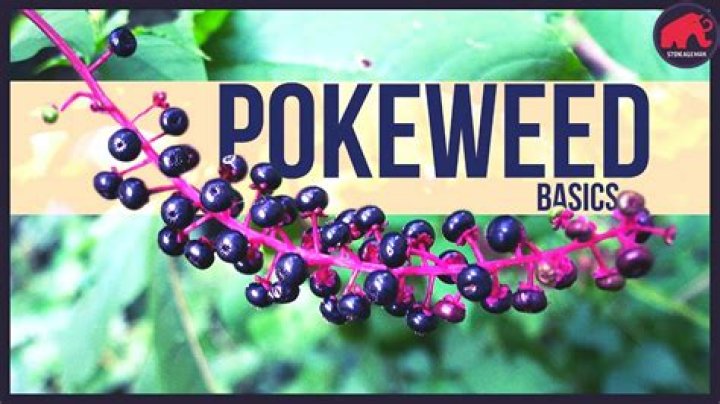 What happens if you eat pokeweed