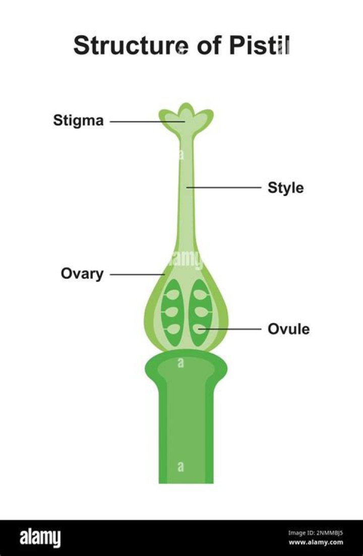 What is the other name of pistil