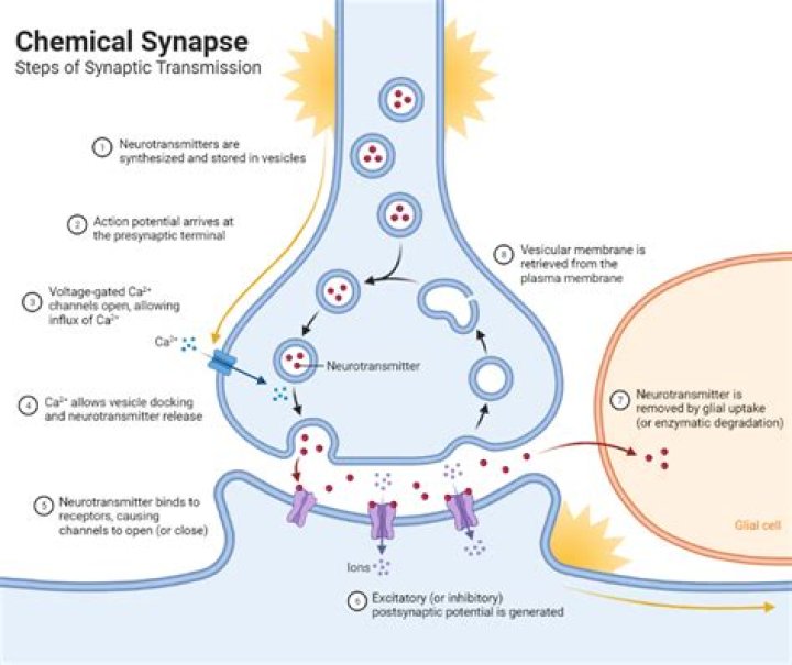 What is the transmission and pathophysiology of TB