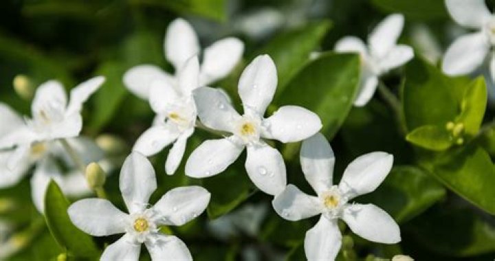 What jasmine grows best in shade