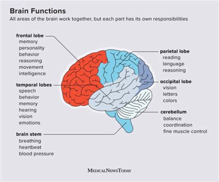 What part of the brain controls cognitive function