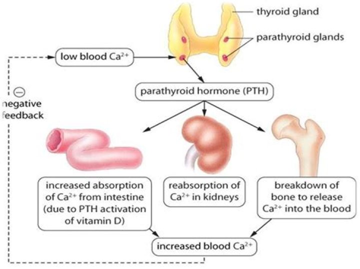 What stimulates the release of parathyroid hormone