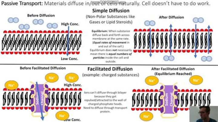 What transports simple diffusion