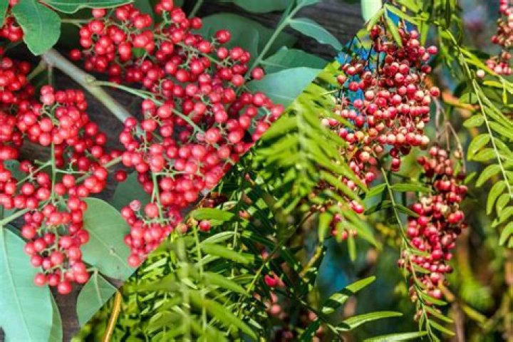 What will kill a Brazilian pepper tree