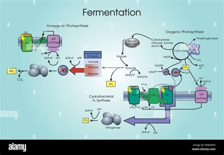 When and where does fermentation occur