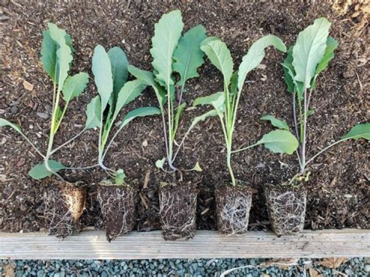 When can you transplant broccoli seedlings outside