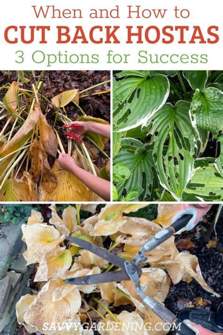 When should I cut back my hostas