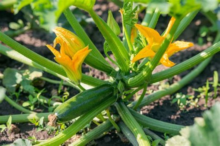When should I feed my courgette plants