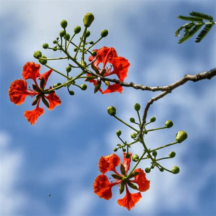 When should I prune my royal poinciana