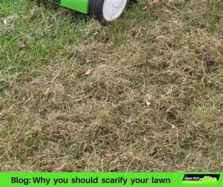 When should I scarify my lawn for Moss