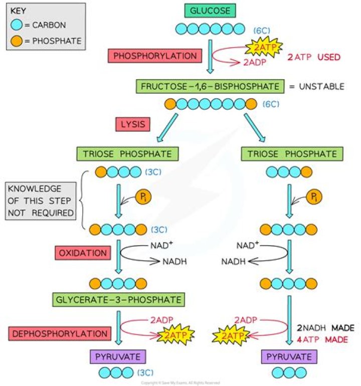 Where are enzymes for glycolysis found