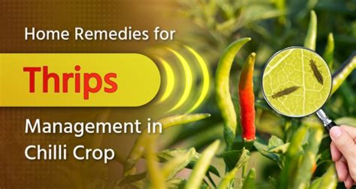 Where do chilli thrips come from