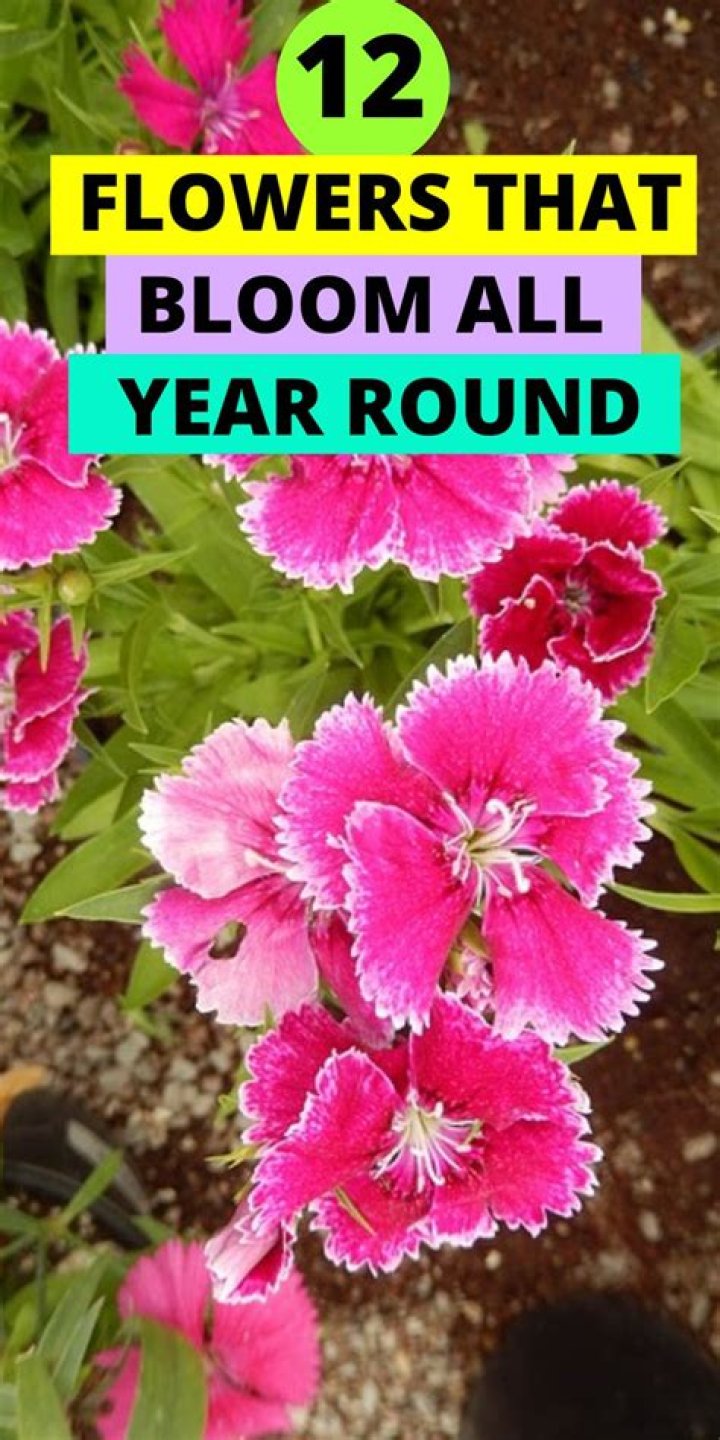 Which flowers bloom all the year