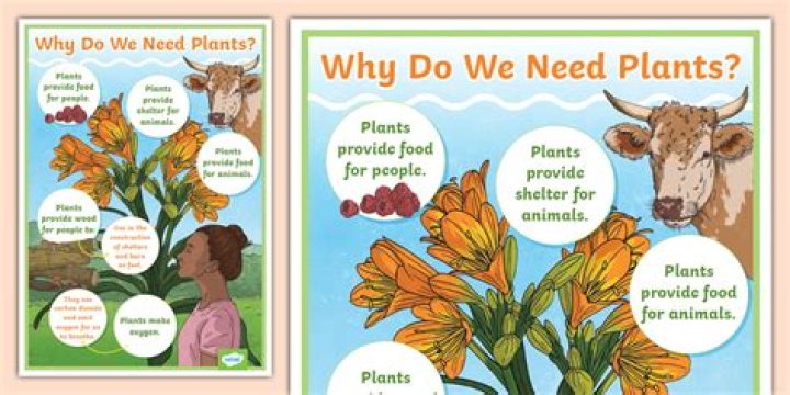 Why are plants called our friend